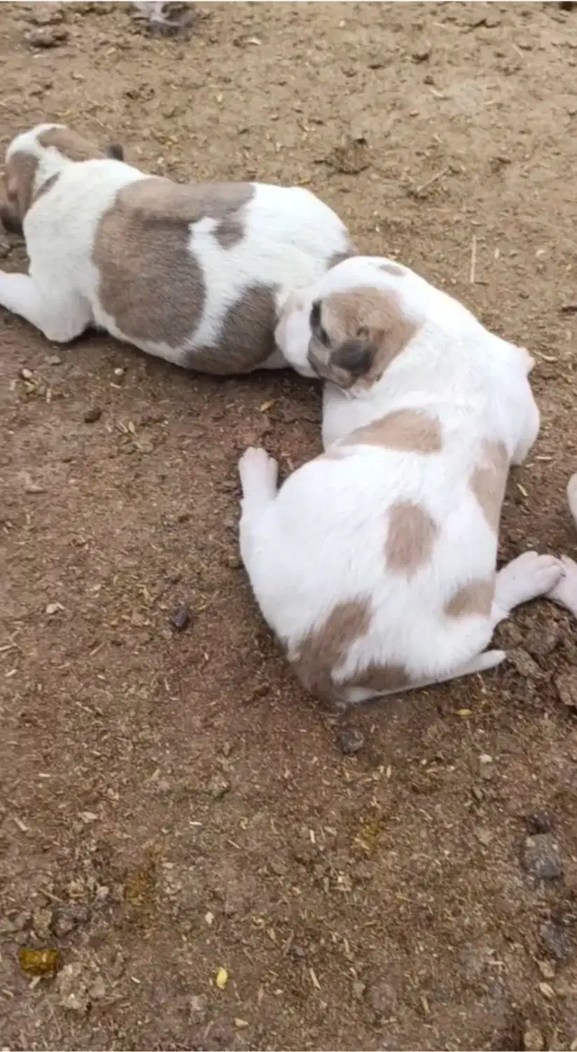 توله های آلابای|سگ|شیروان (خراسان), |دیوار