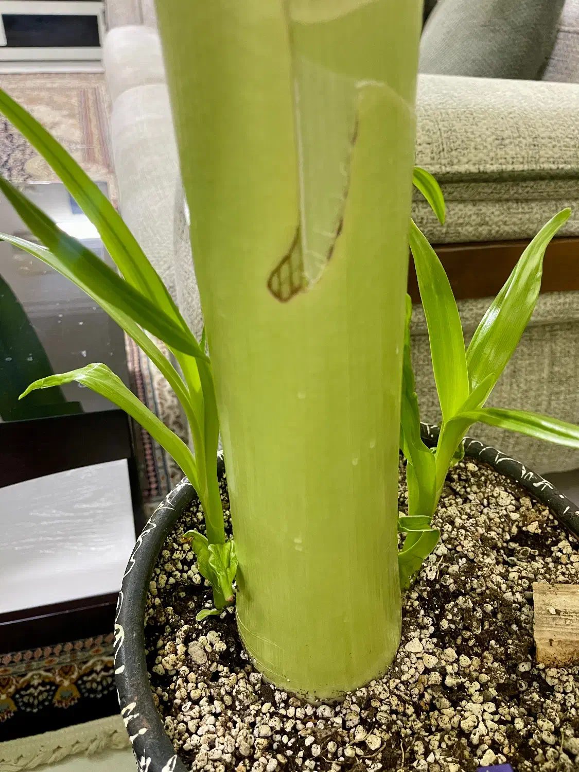 گل مناسب لابی یا کلینیک|گل و گیاه طبیعی|فردیس, طالقانی|دیوار