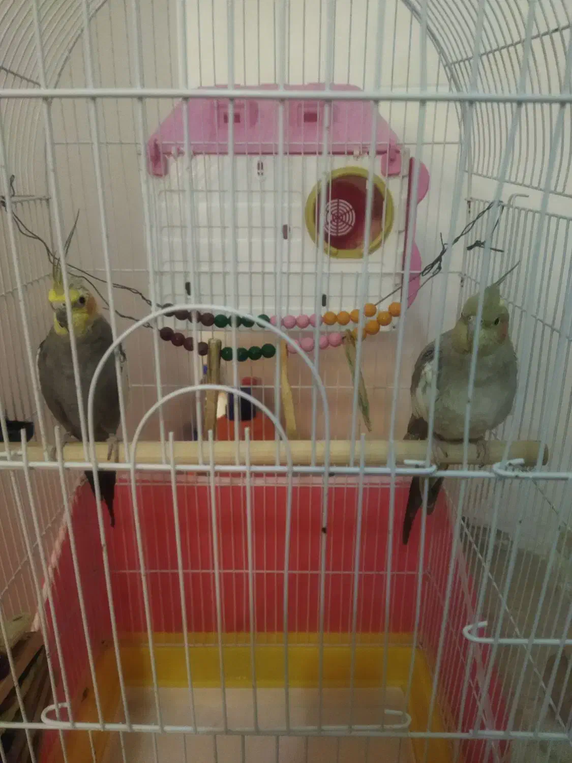 عروس هلندی مولد|پرنده|کوهدشت, |دیوار