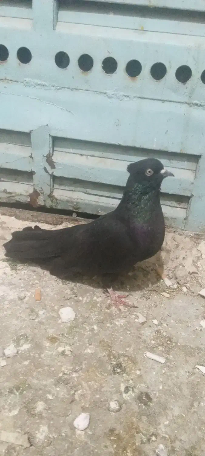 کاشانی|پرنده|مسجد سلیمان, |دیوار