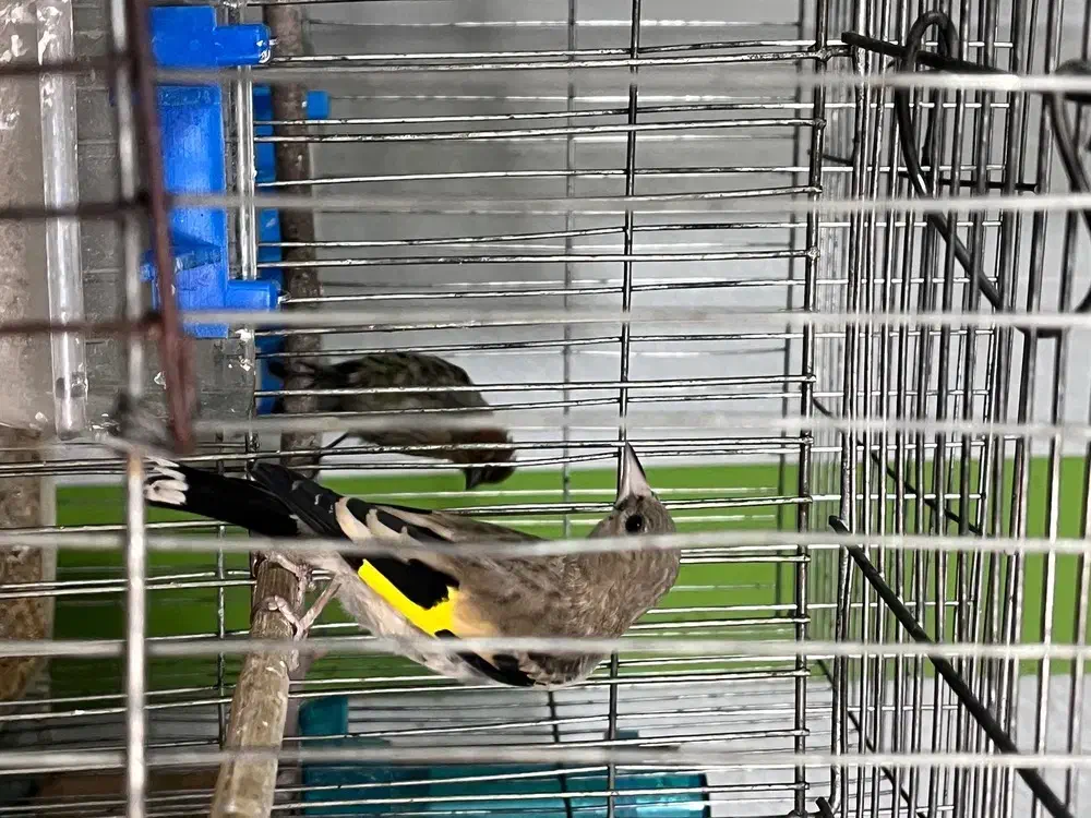 سهره معاوضه|پرنده|کرمان, |دیوار