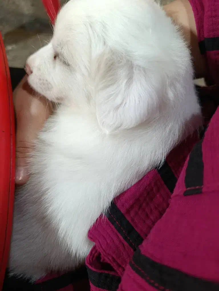 توله سگ پاکوتاه نر2ماه خرسی|سگ|رشت, خرسندی|دیوار