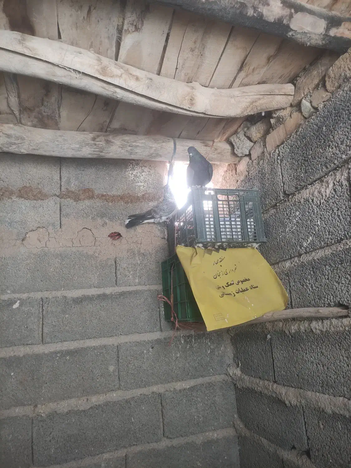 کفتر پرشی|پرنده|صوفیان, |دیوار