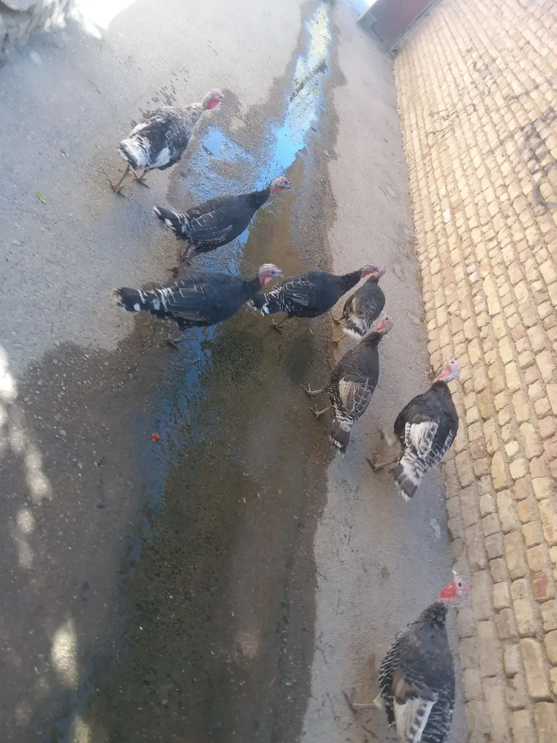 بوقلمون|حیوانات مزرعه|لردگان, |دیوار