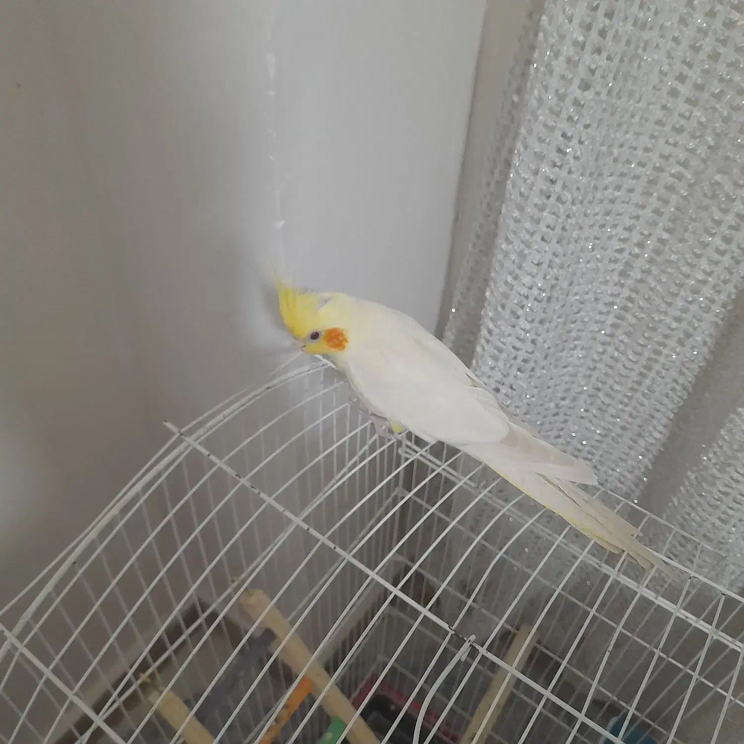 عروس هلندی نر|پرنده|رشت, گیل|دیوار