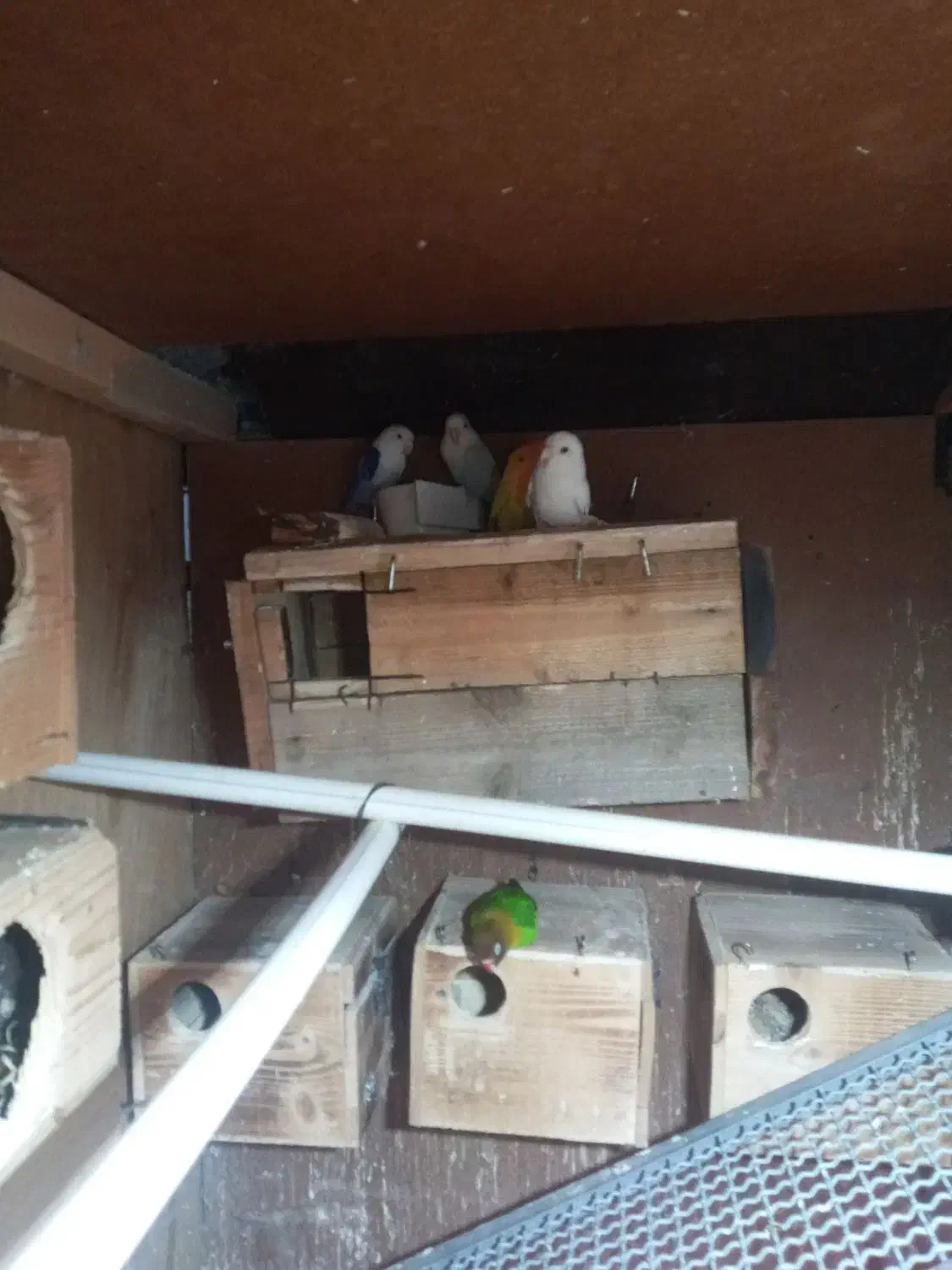 حیوانات و لوازم|پرنده|رستمکلا, |دیوار