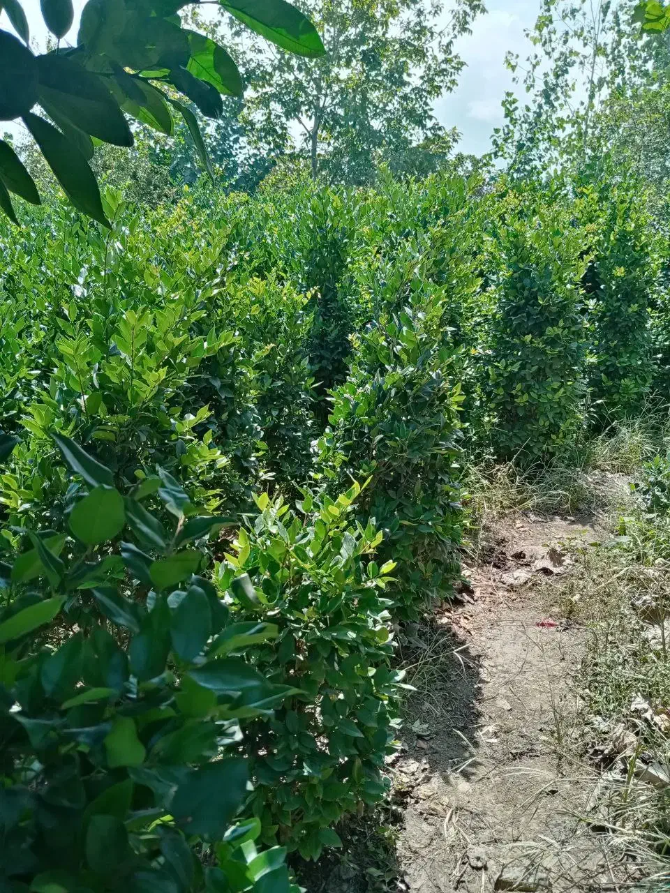 فروش درختچه و نشا یاس هلندی|خدمات باغبانی و درختکاری|چابکسر, |دیوار