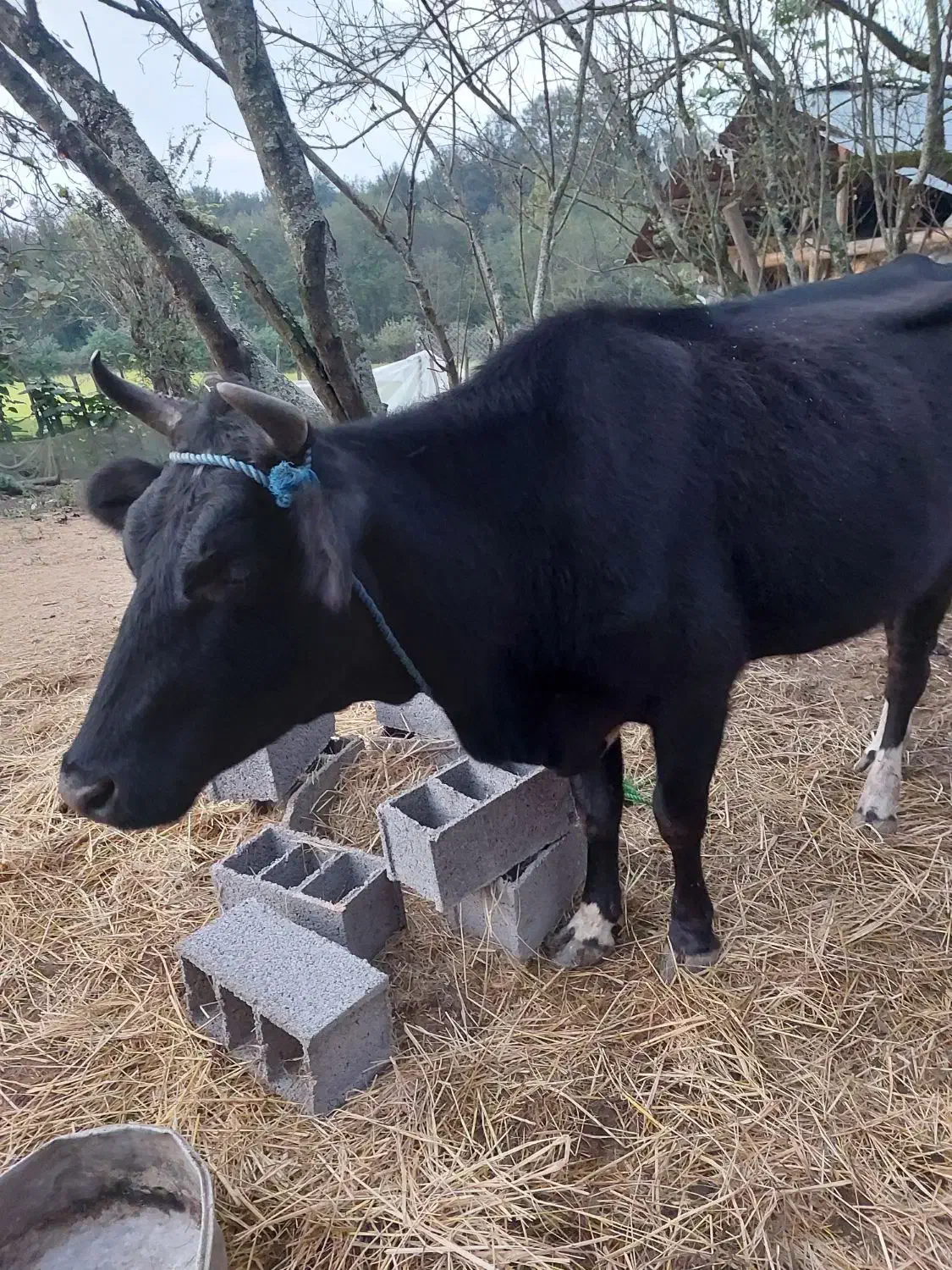 گاو دو رگ هلشتان ۴ ساله|حیوانات مزرعه|سنگر, |دیوار