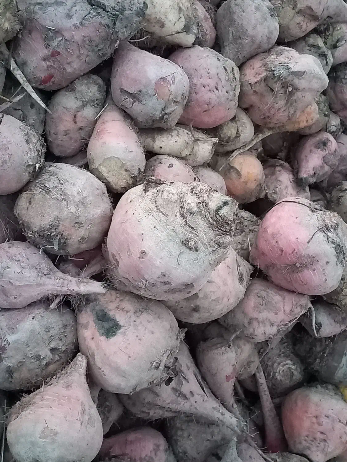 چغندر گاوی|حراج|نیشابور, خط کاشمر|دیوار