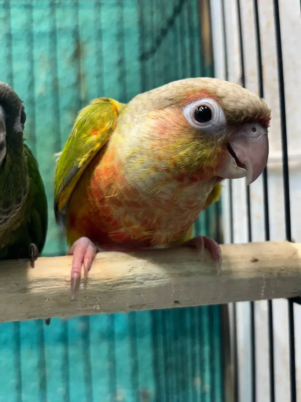 طوطی گرینچیک در انواع سایز و رنگ|پرنده|قائم‌شهر, |دیوار