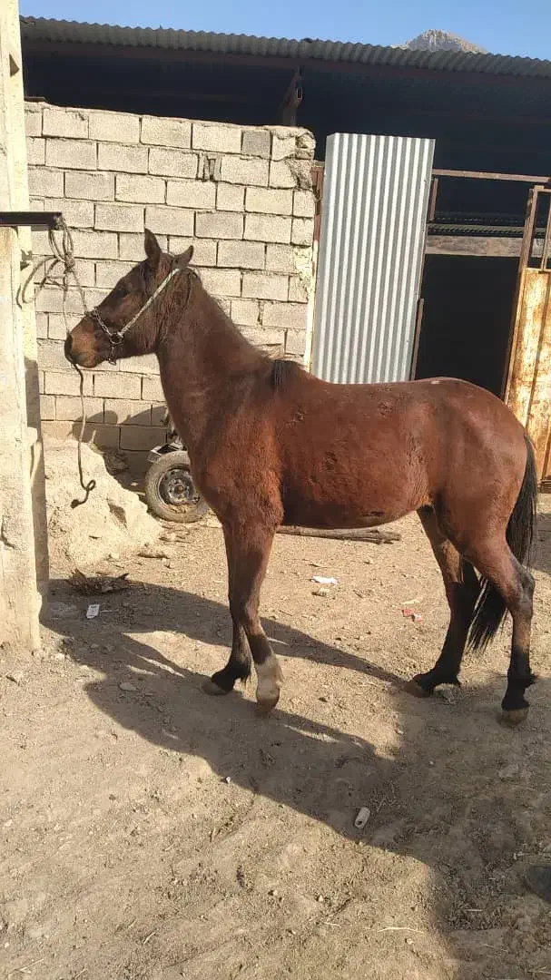 کره اسب|اسب و تجهیزات اسب‌سواری|بروجرد, |دیوار