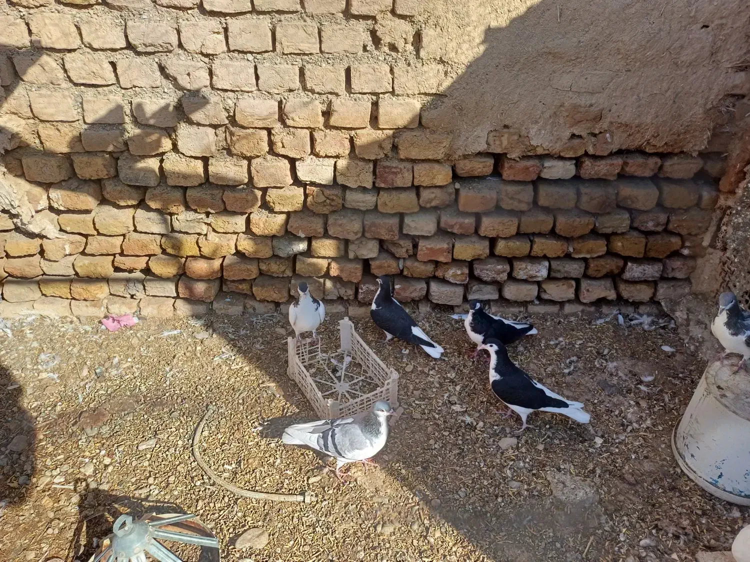 جوجه سده|پرنده|فیروزه, |دیوار