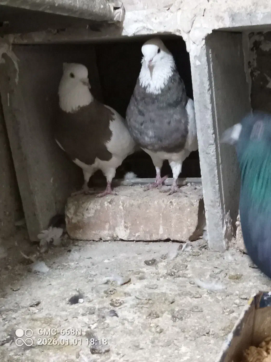 طوقی نر ماده دورشت|پرنده|قرچک, باقرآباد|دیوار