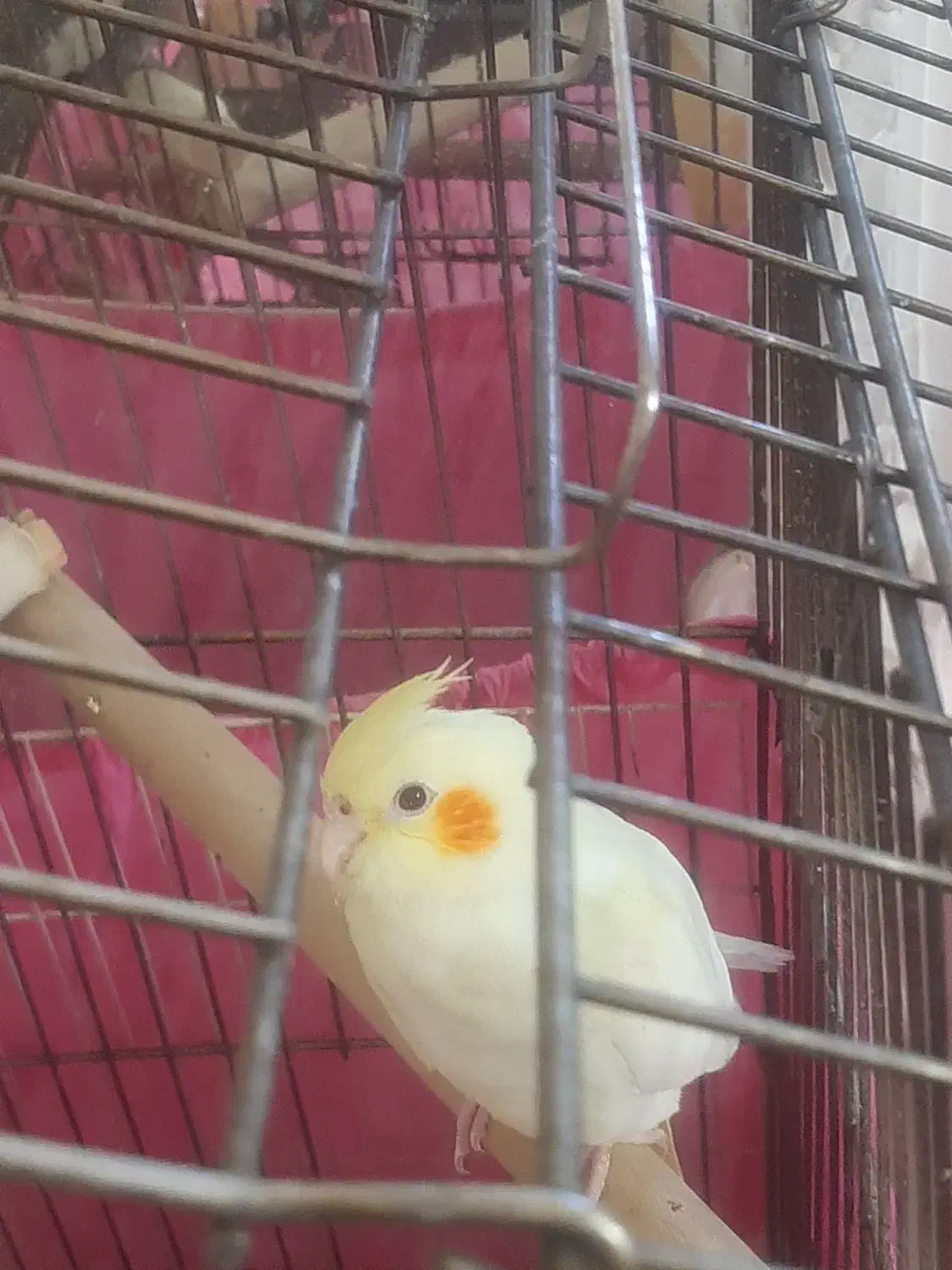 ۳ عدد جوجه عروس هلندی|پرنده|تهران, جوادیه|دیوار