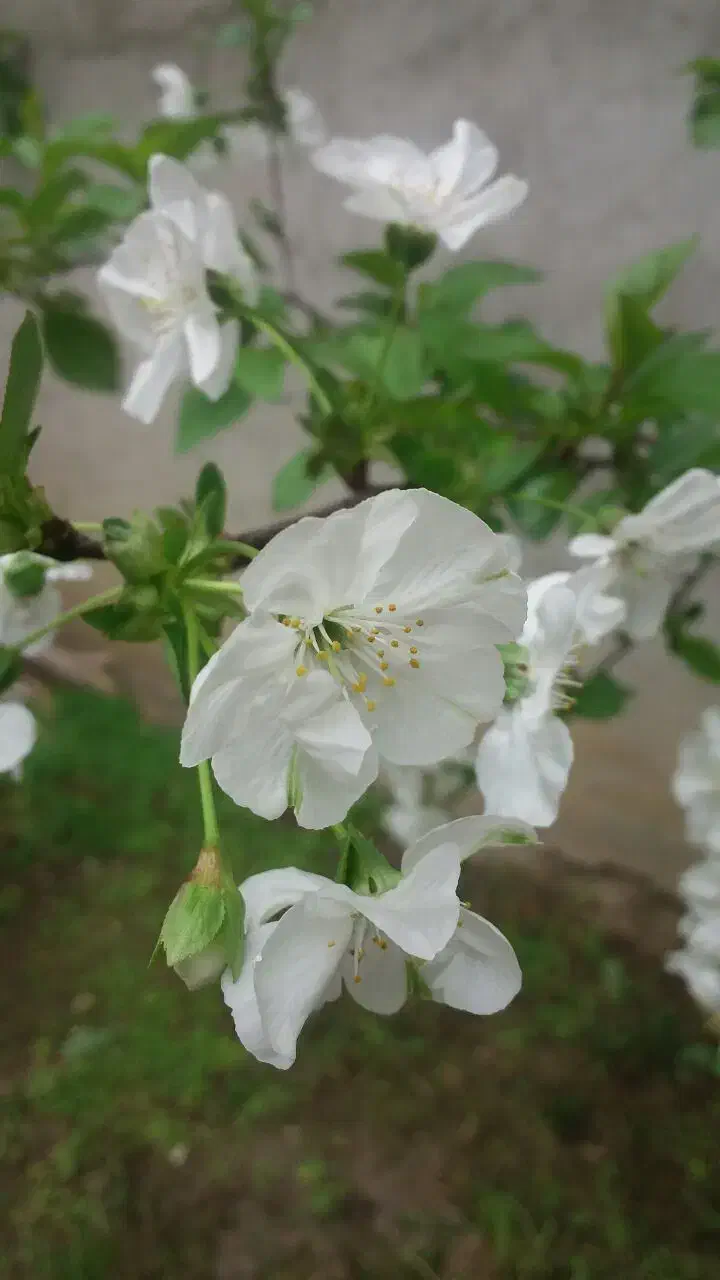 09331151500|سیم‌کارت|بابل, |دیوار