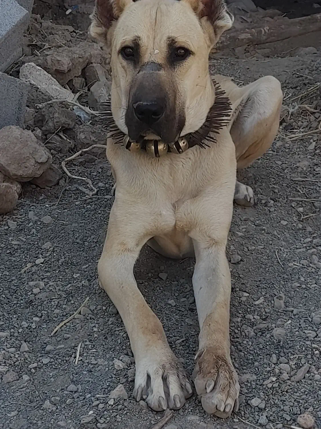 سرابی،اصل|سگ|جلگه رخ, |دیوار