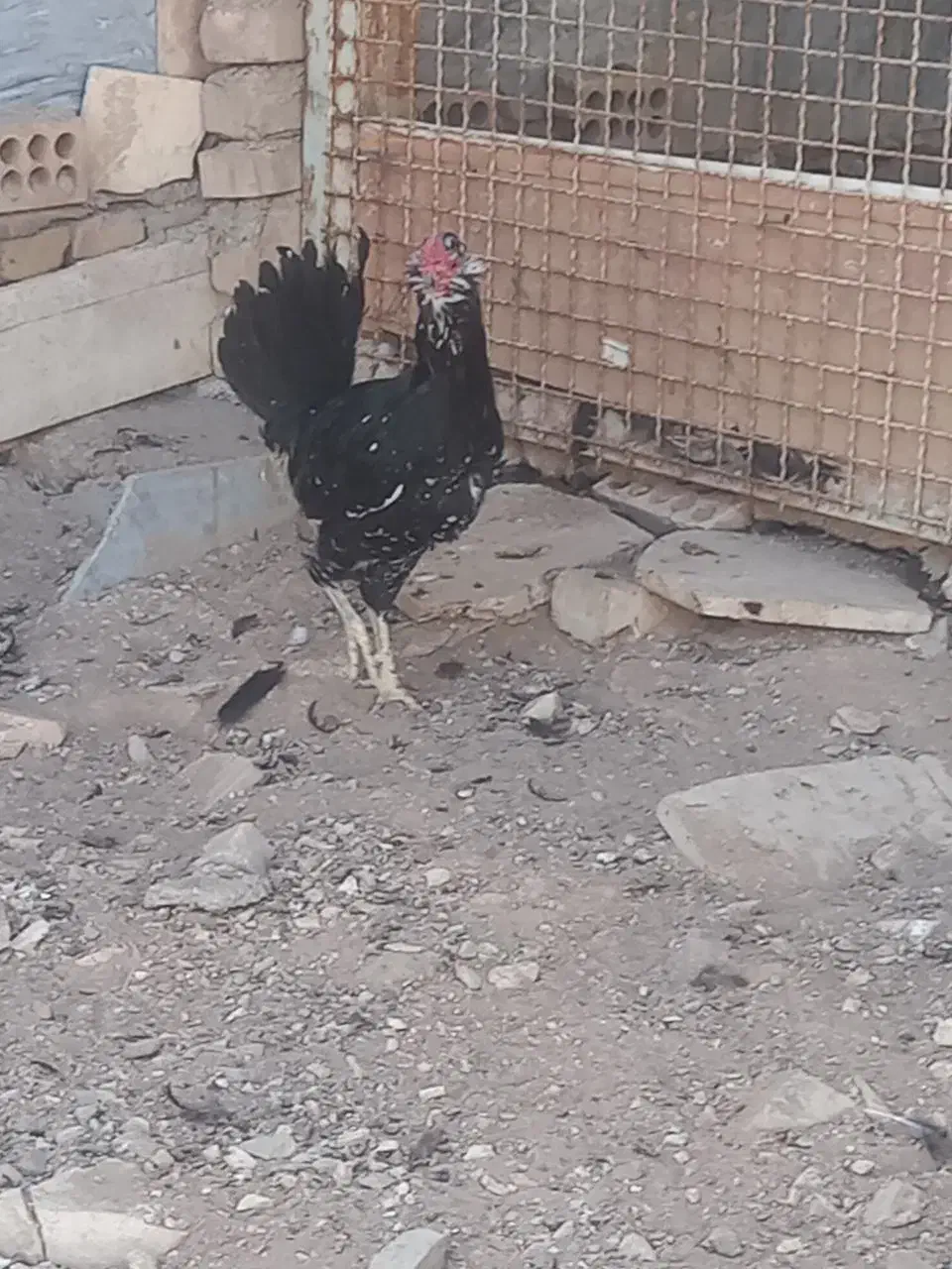 مرغ و خروس گلین|حیوانات مزرعه|تهران, هفده شهریور|دیوار