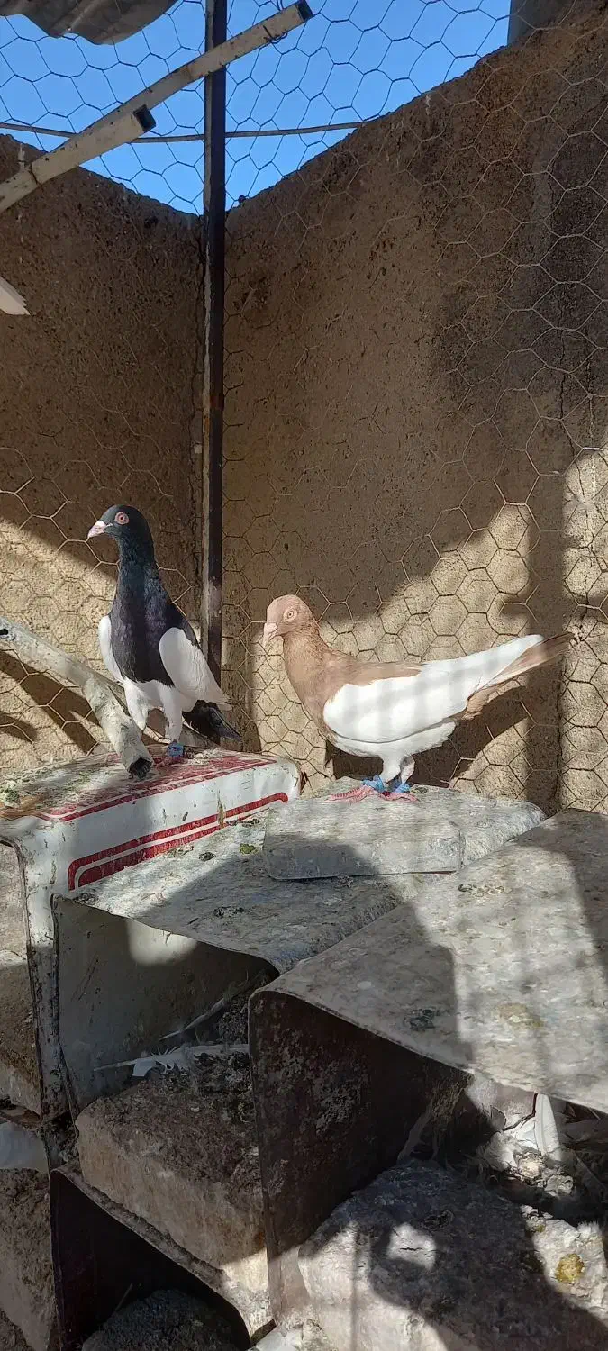 یک جفت یهودی|پرنده|بروجرد, |دیوار