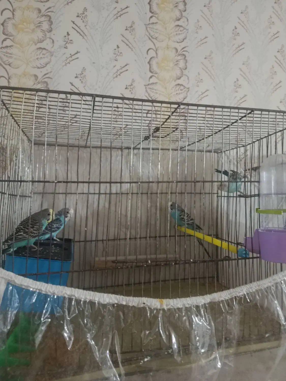 مرغ عشق|پرنده|شیراز, احمدآباد|دیوار