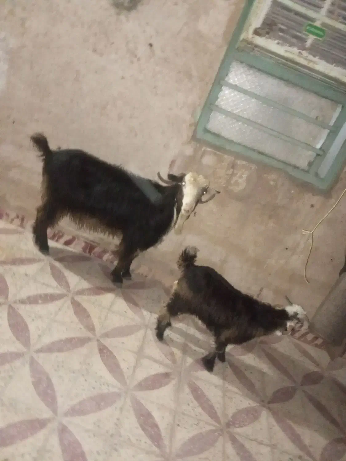 بز بیگ فروشی|حیوانات مزرعه|گتوند, |دیوار