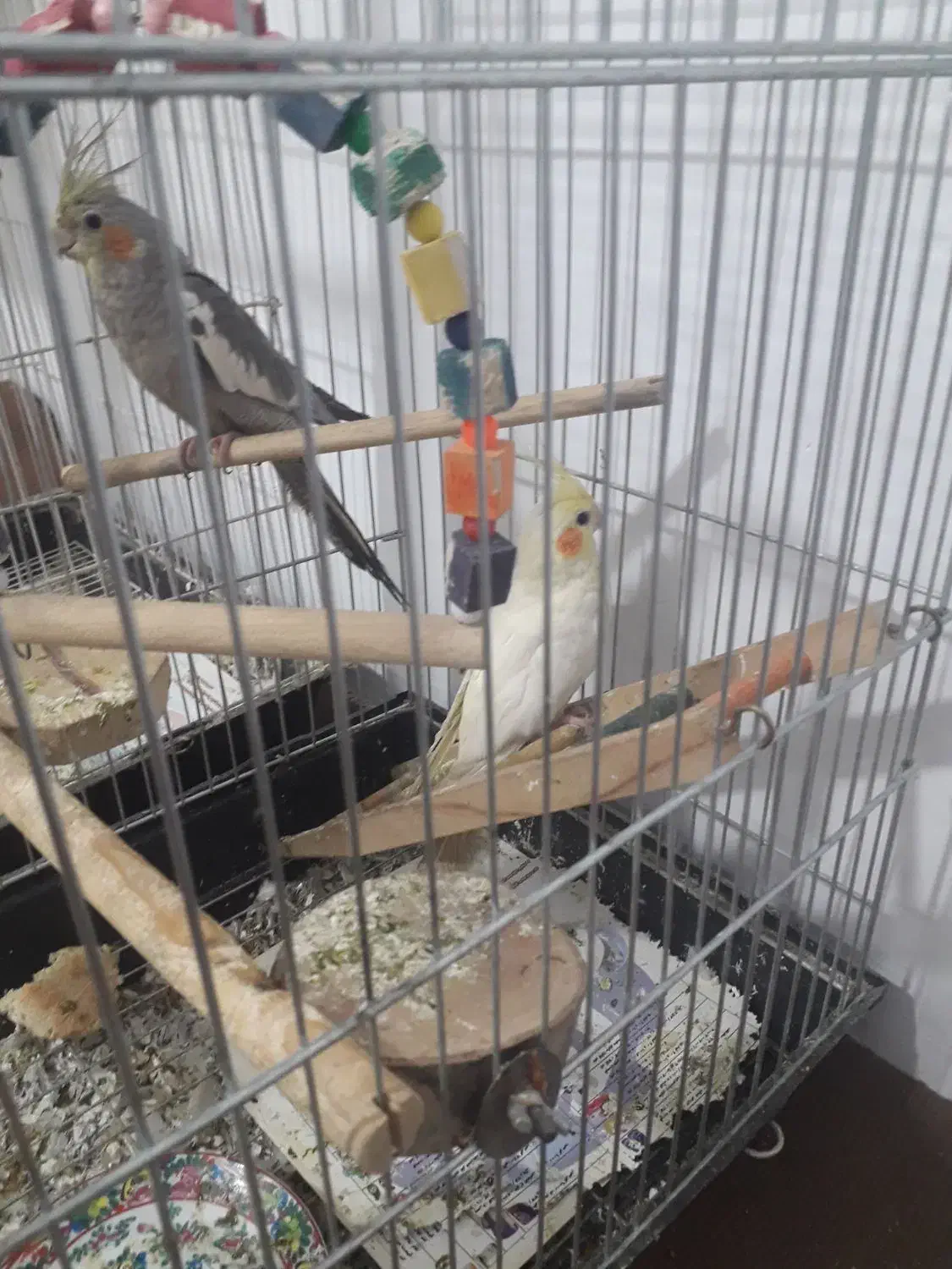 یک جفت عروس هلندی|پرنده|اقبالیه, |دیوار