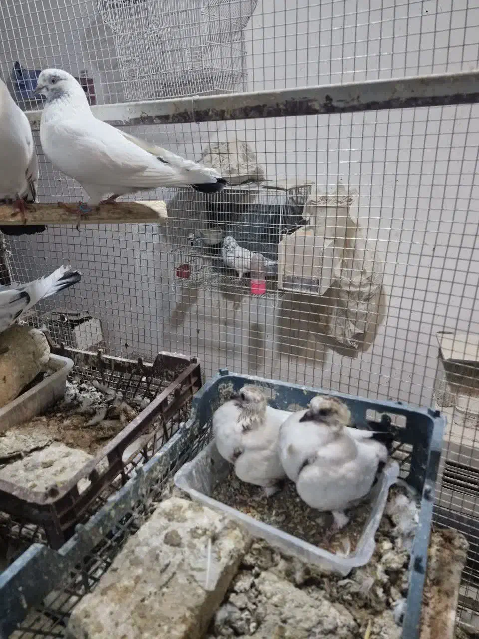 ۲ جفت کفتر ذات دار با جوجه هاش سو قدیم|پرنده|کاشان, زیدی|دیوار