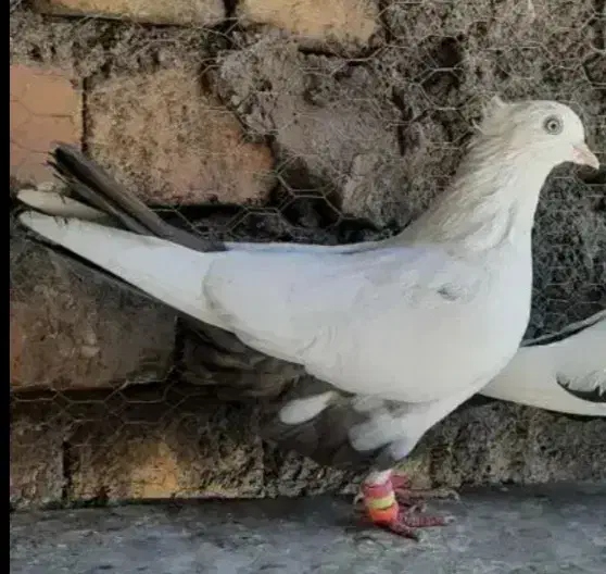 کفتر|پرنده|فولادشهر, مسکن مهر فولادشهر|دیوار