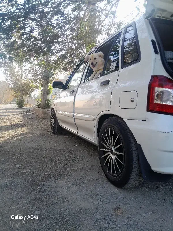 سگ اشپیتز ماده|سگ|اندیشه, شهرک صدف|دیوار