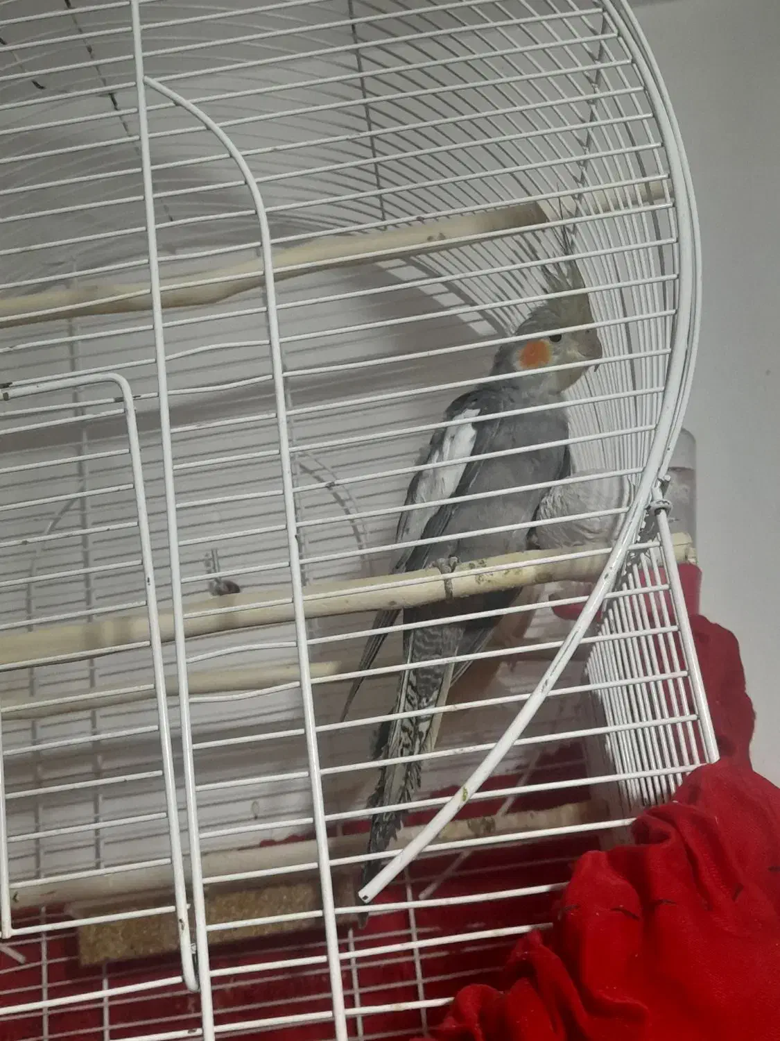 عروس هلندی ماده|پرنده|ارومیه, |دیوار