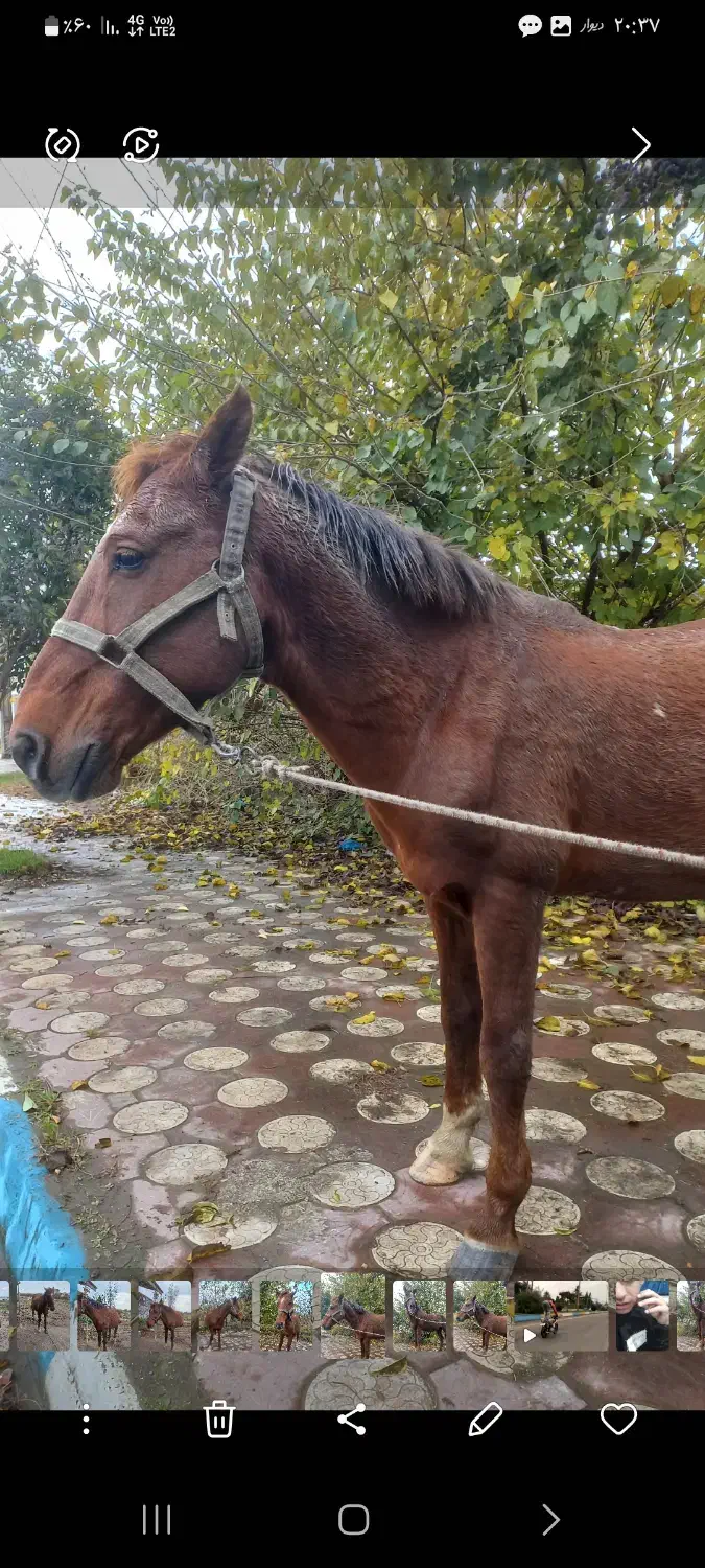 ۲۷ ملیون|اسب و تجهیزات اسبسواری|چاف و چمخاله, |دیوار