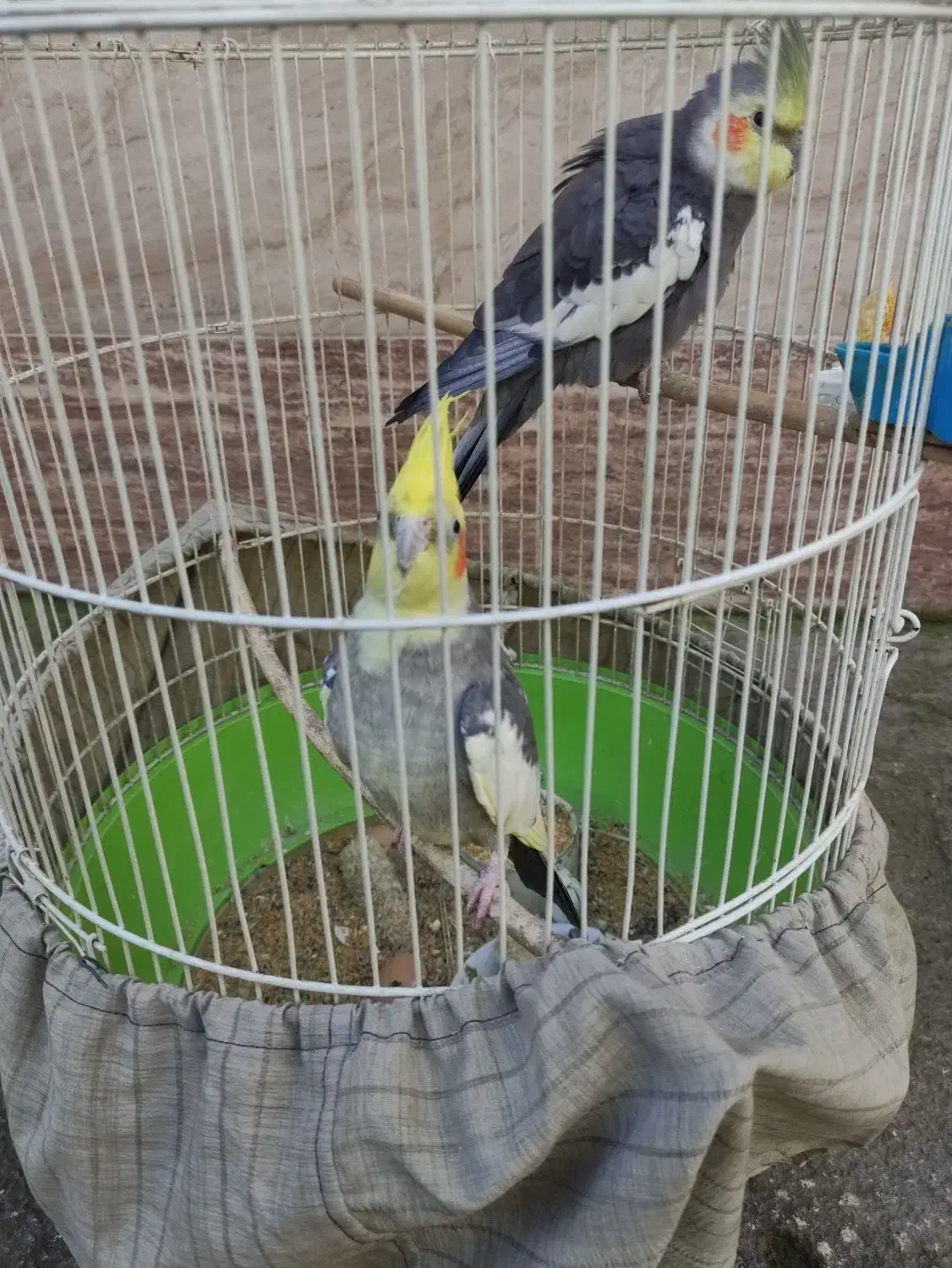 یک جفت عروس هلندی|پرنده|رشت, گلسار|دیوار