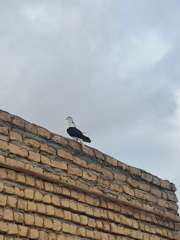 کفتر|پرنده|شیروان (خراسان), |دیوار