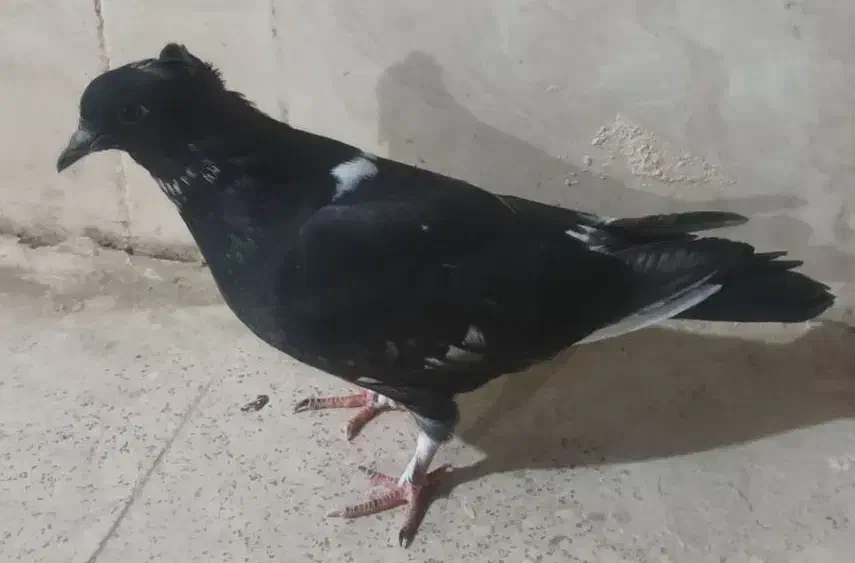 کفتر سوسکی|پرنده|اصفهان, منتظرالمهدی|دیوار