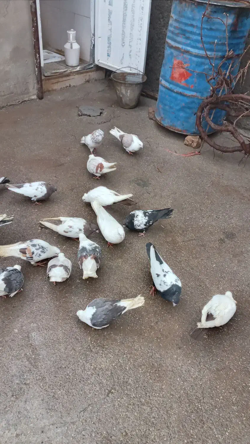 کبوتر|پرنده|بیرانوند, |دیوار