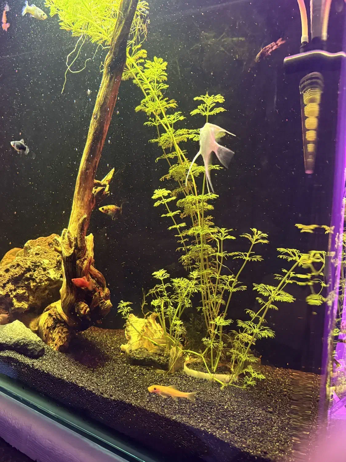 آکواریوم شیشه خم پلنت|ماهی|شهریار, شهریار|دیوار