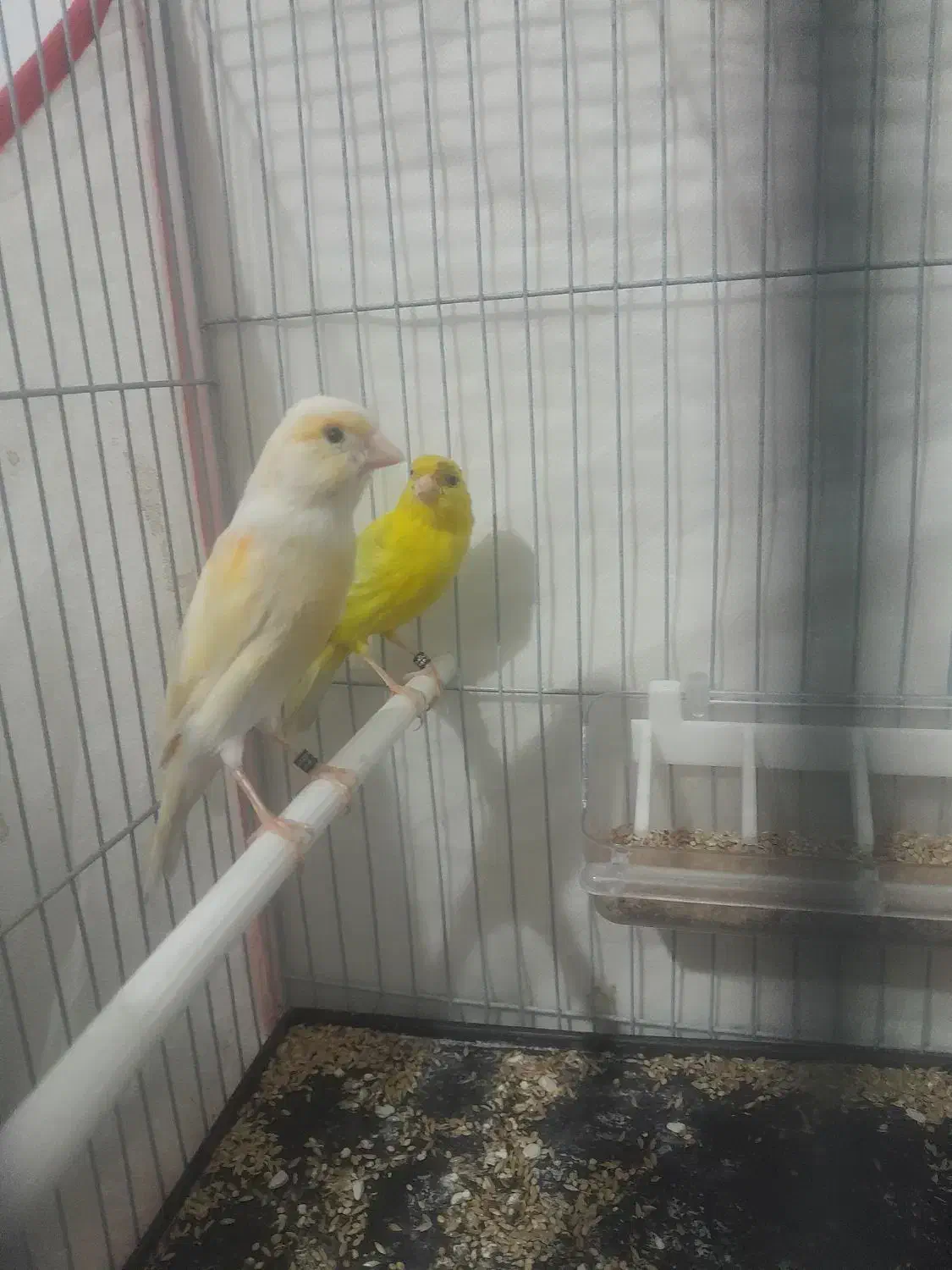 قناری جفت|پرنده|تربت‌حیدریه, طالقانی|دیوار