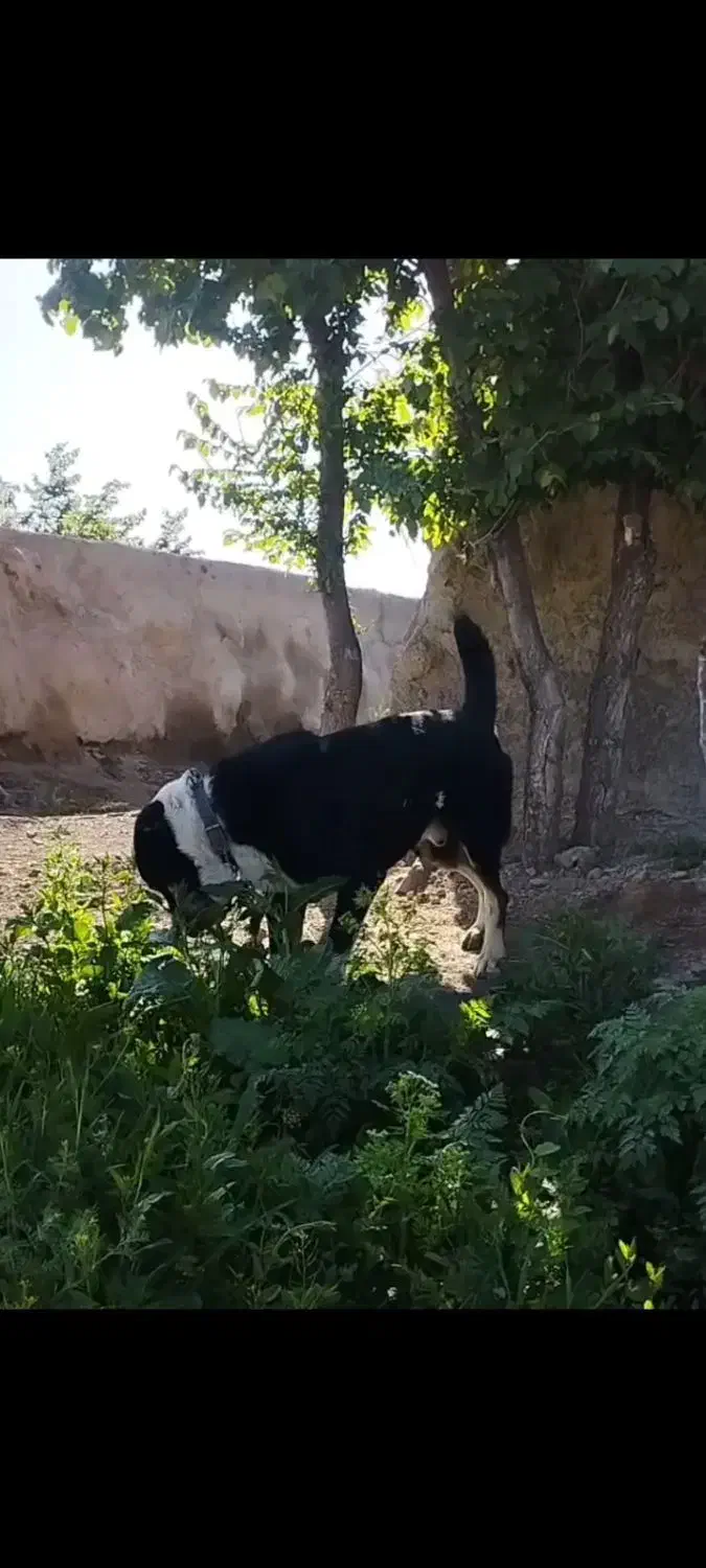 سگ سراب|سگ|ابهر, |دیوار