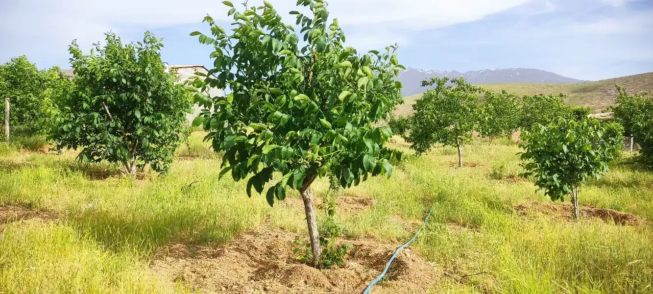 باغ ترشاب (فروش فوری نقد پول لازم )|فروش دفتر صنعتی، کشاورزی، تجاری|دورود, |دیوار