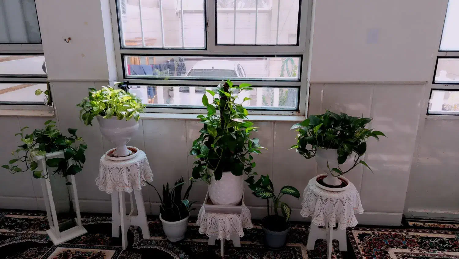 گل گیاه طبیعی|گل و گیاه طبیعی|اردکان, |دیوار