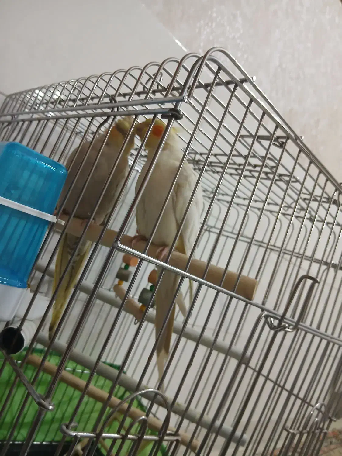 عروس هلندی|پرنده|کرج, شاهین‌ویلا|دیوار