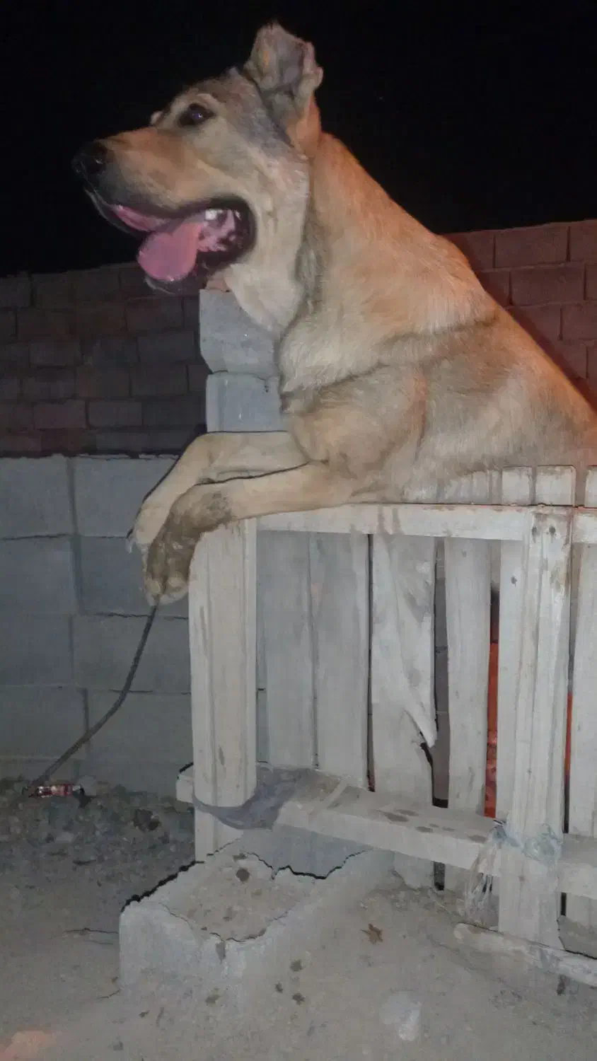 سگ سراب|سگ|محمدیار, |دیوار