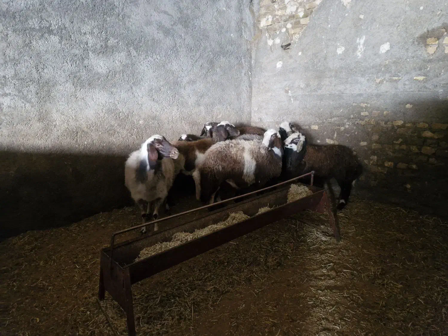 گوسفند|حیوانات مزرعه|الشتر, |دیوار