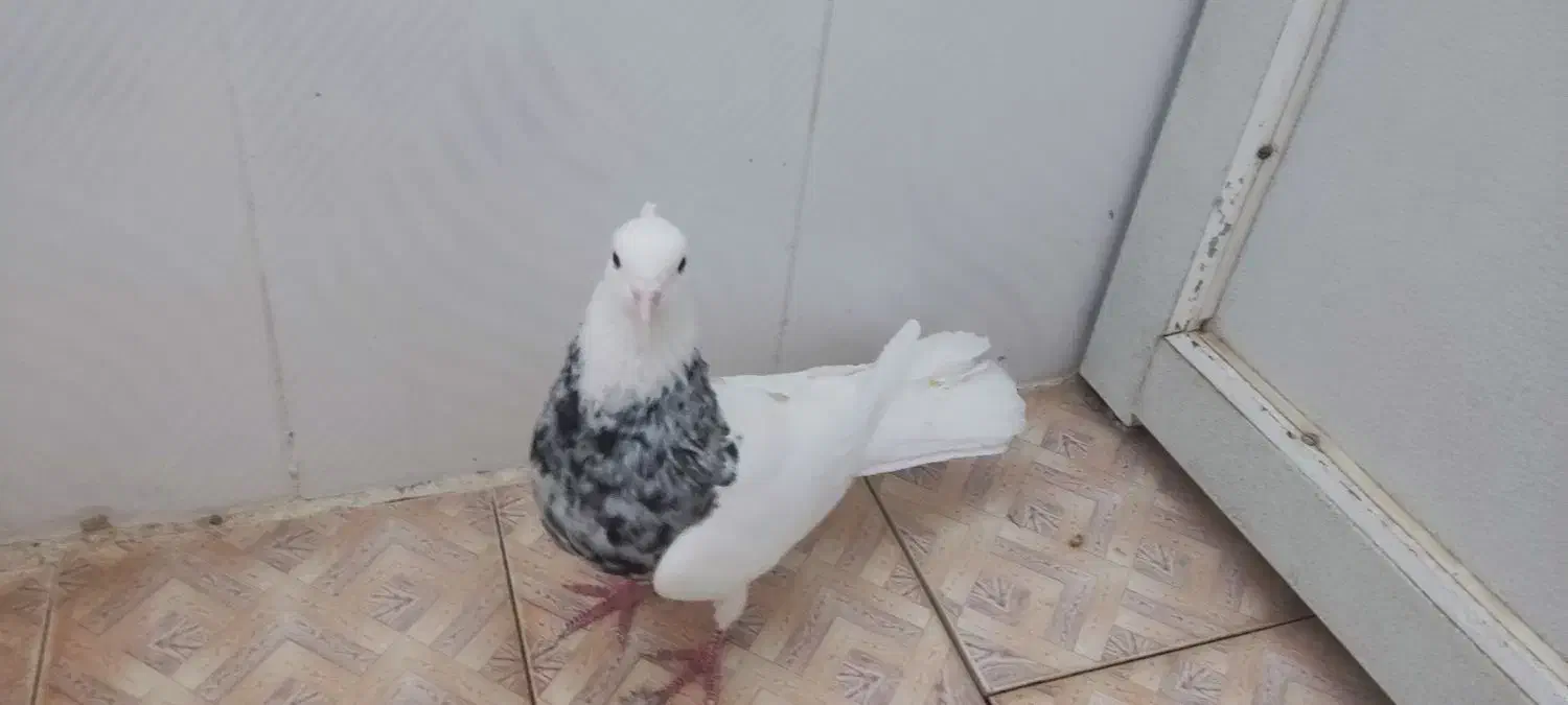 طوق شازده ای نر|پرنده|کازرون, |دیوار