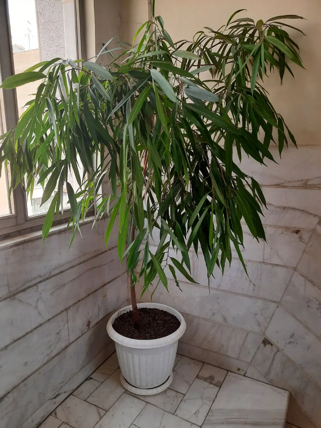 درختچه آمستل ودرخت رونده گلدار|گل و گیاه طبیعی|تهران, جیحون|دیوار
