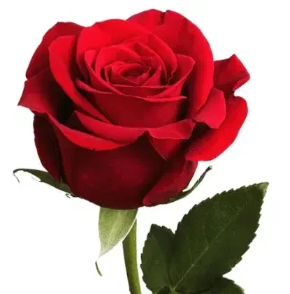 راهنمایی خیریه|فعالیت داوطلبانه|سبزوار, طبرسی (جعفرآباد)|دیوار