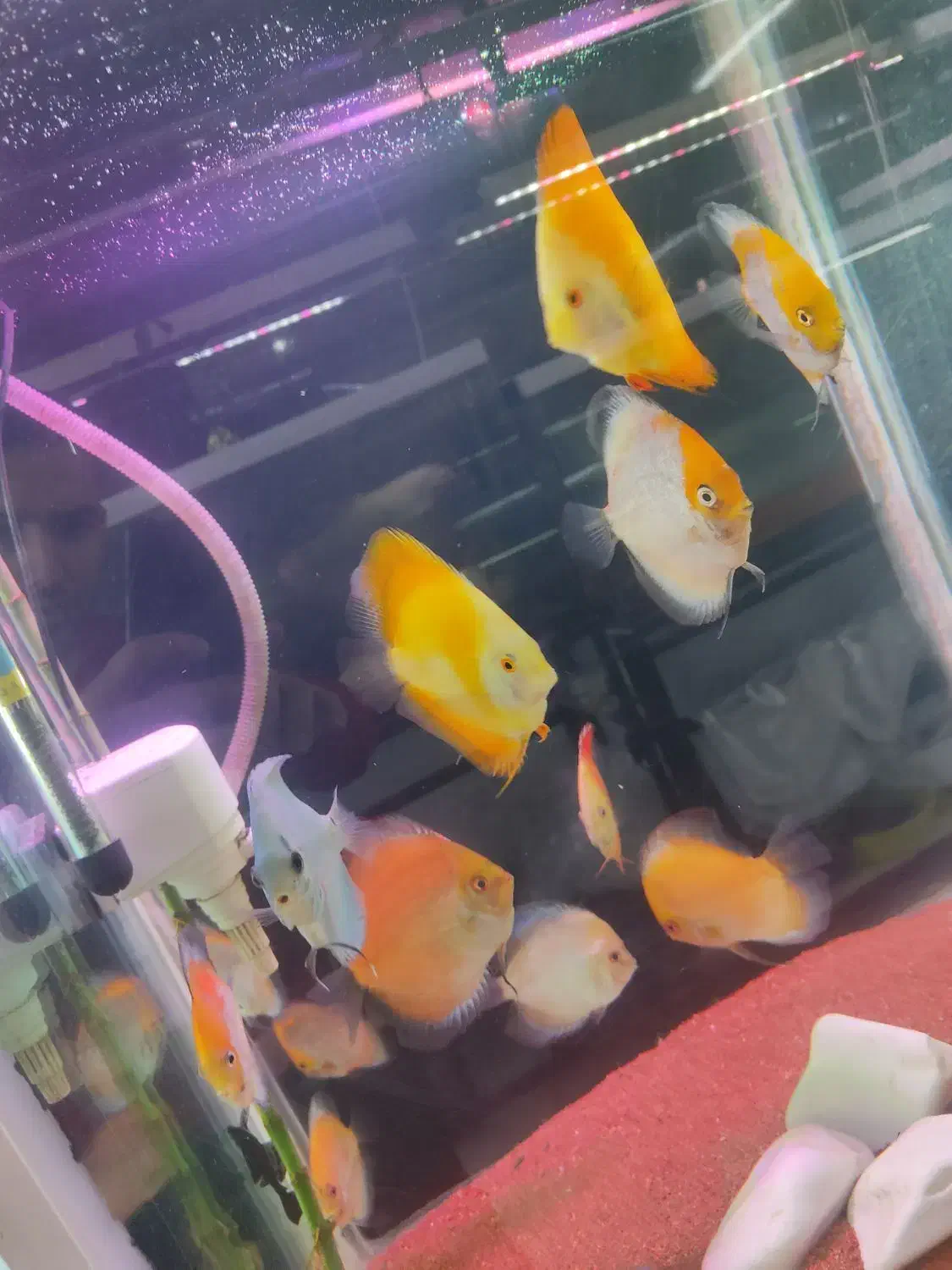 دیسکس|ماهی|تهران, مولوی|دیوار