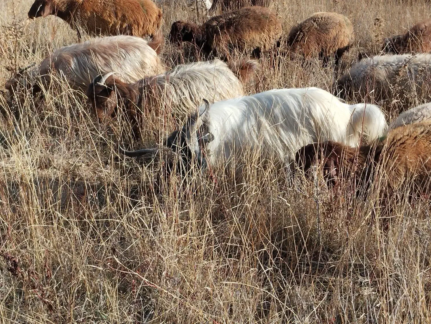 یک راس نربز یک ساله گله رو|حیوانات مزرعه|تبریز, |دیوار