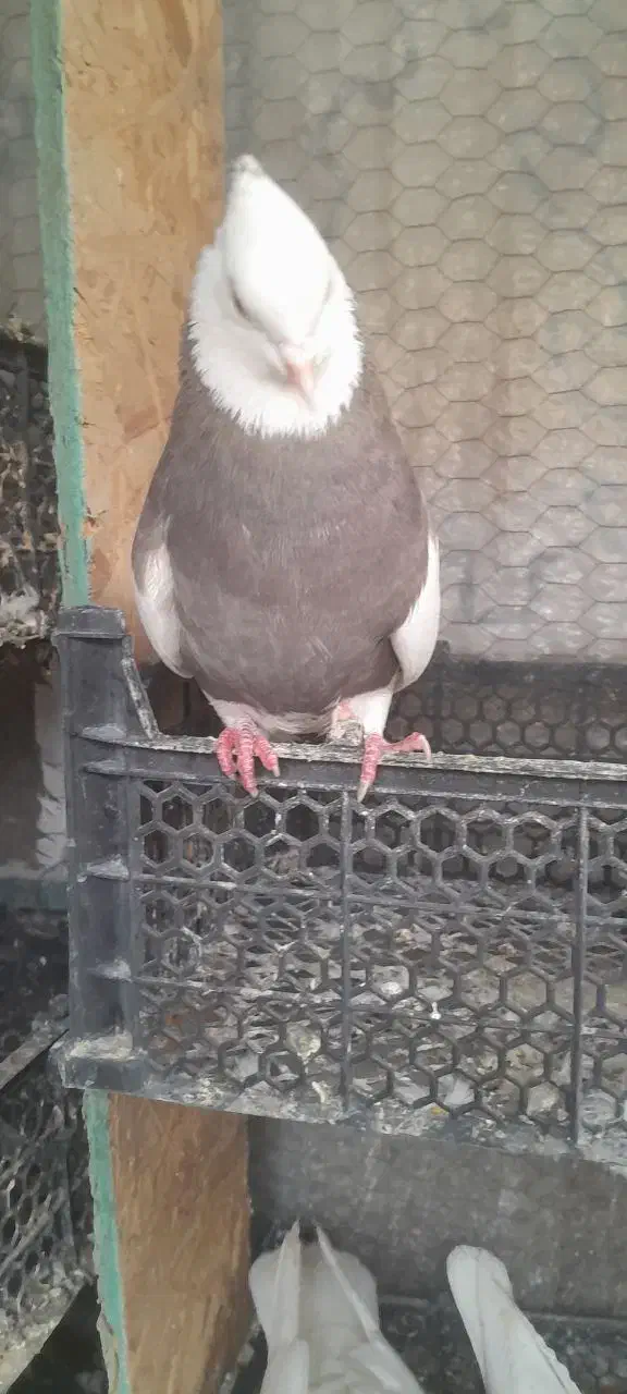 طوقی|پرنده|کوهدشت, |دیوار