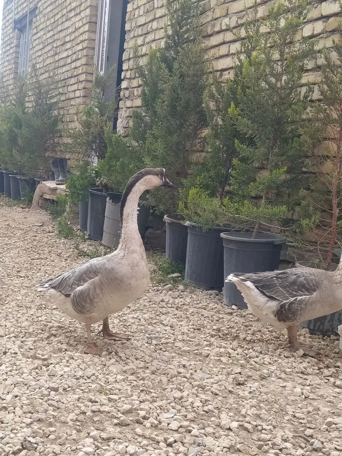 قوغاز آفریقای یک عدد نر|حیوانات مزرعه|درگزین, |دیوار