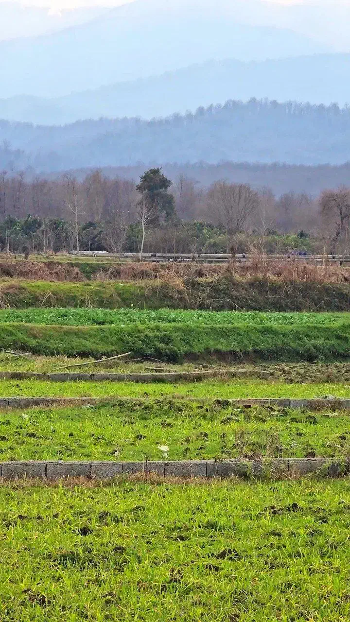 سرمایه گذاری(زمین ۶۰۰متری) اقساط۱۲ماهه|فروش زمین و ملک کلنگی|امامزاده عبدالله, |دیوار